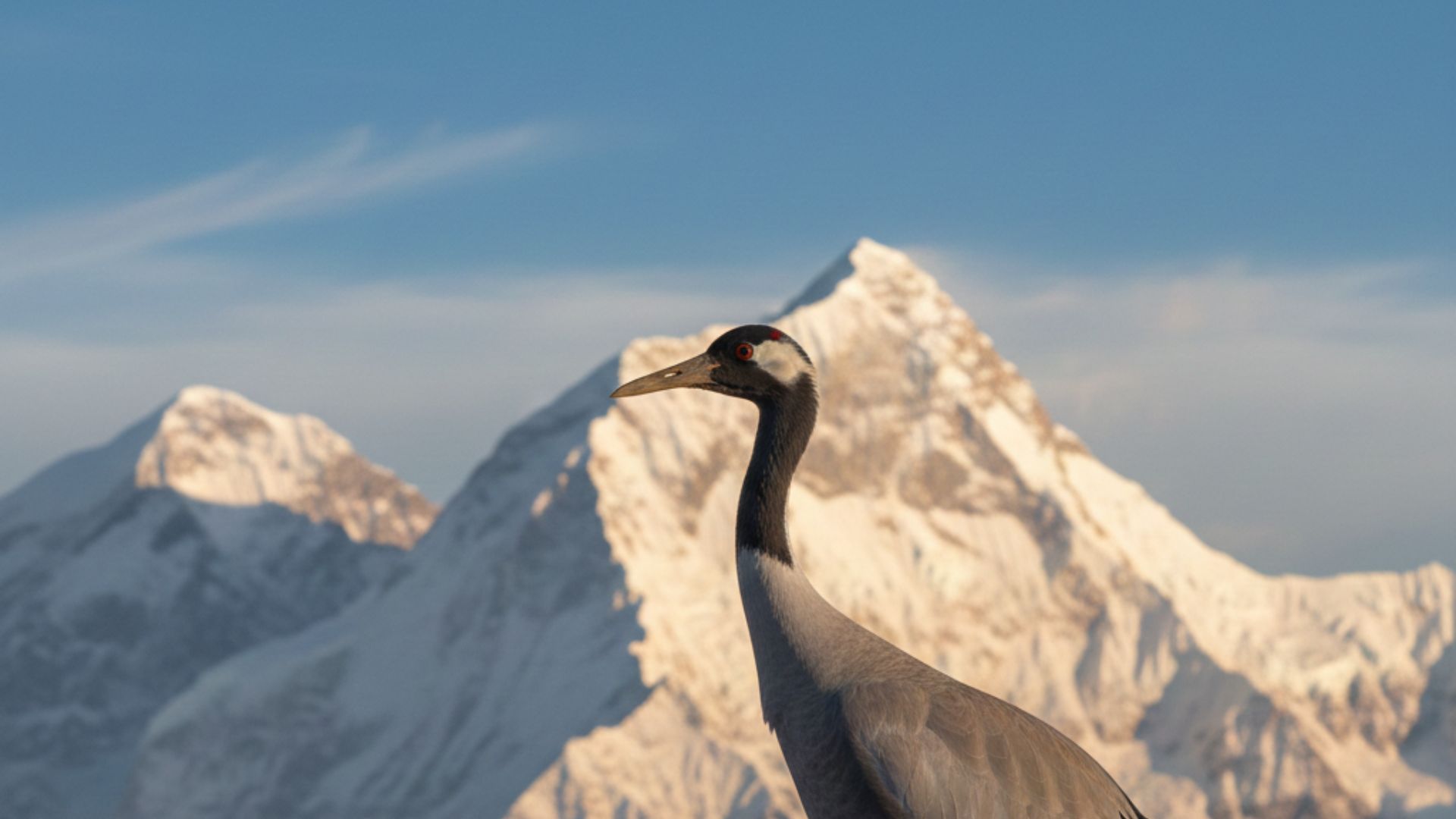 Statement of Purpose